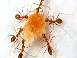 Tips Membasmi Semut Di Rumah