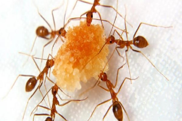 Tips Membasmi Semut Di Rumah
